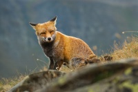 Liska obecna - Vulpes vulpes - Red Fox 2236